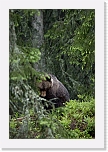 karhu  Ursus arctosDSC_4500 * 600 x 900 * (118KB)